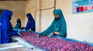 Dried Hibiscus Flower Processing