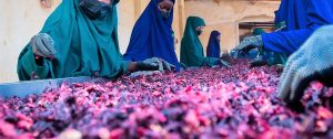 Dried Hibiscus Flower Processing