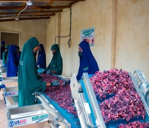 Dried Hibiscus Flower Processing