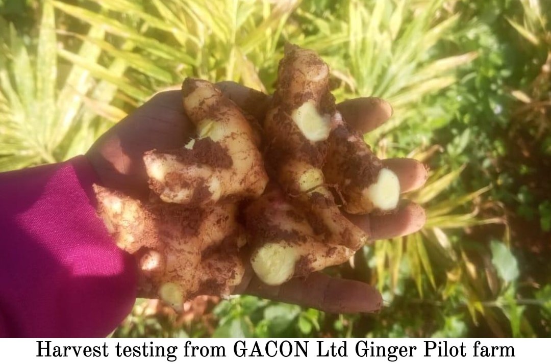 Ginger Rhizome Quality Inspection at GACON Ginger Farm, Kafanchan, Kaduna State