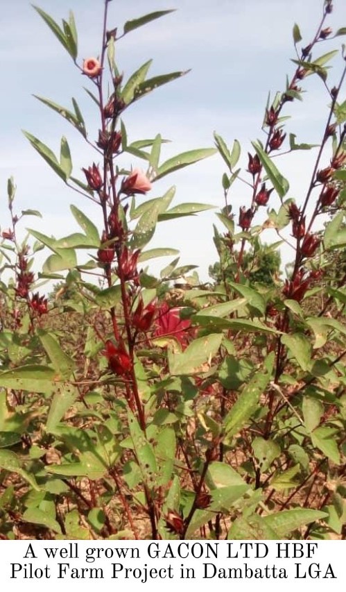 Strengthening Agro-Commodity Excellence